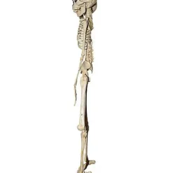 20 Inch Two-Headed Skeleton -Spirit Spooky Store 01344241 c