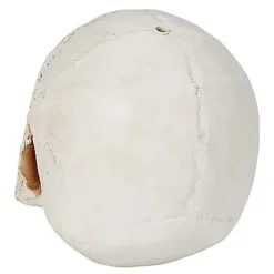 Jawless Skull -Spirit Spooky Store 01475961 c