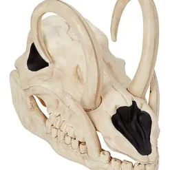 Boar Skull 8 Boar Skull -Spirit Spooky Store 01528785 a