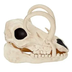 Boar Skull 9 Boar Skull -Spirit Spooky Store 01528785 b