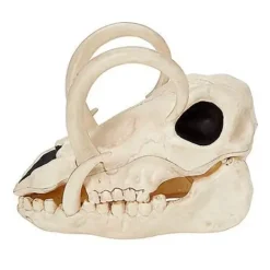 Boar Skull 11 Boar Skull -Spirit Spooky Store 01528785 d