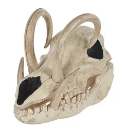 Boar Skull