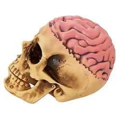Skull With Brain Decoration -Spirit Spooky Store 01573070 d