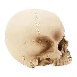 Jawless Skull Set - 3 Pack -Spirit Spooky Store 07641780 c