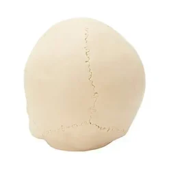 Jawless Skull Set - 3 Pack -Spirit Spooky Store 07641780 d